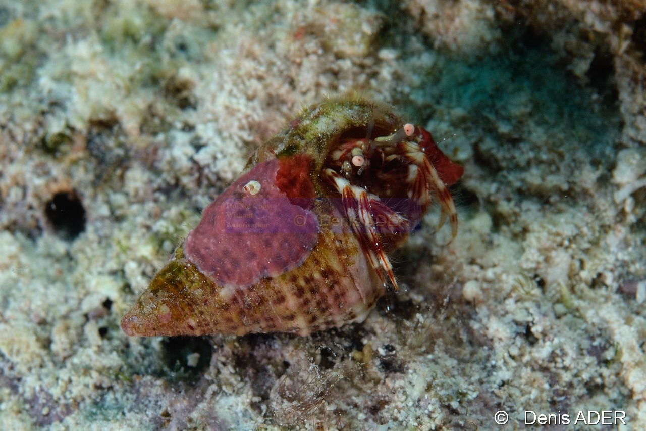 Phimochirus holthuisi Bernard lhermite rouge raye-Bonaire Small wall-14m-20180219-Denis-ADER-DSC_6795_tn.jpg